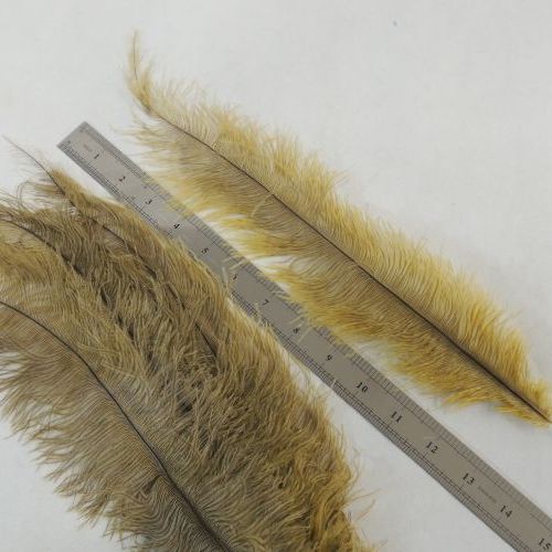 پر سوزنی دانه ای بزرگ